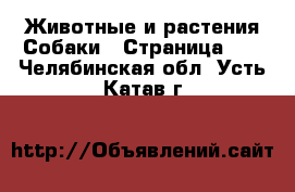 Животные и растения Собаки - Страница 13 . Челябинская обл.,Усть-Катав г.